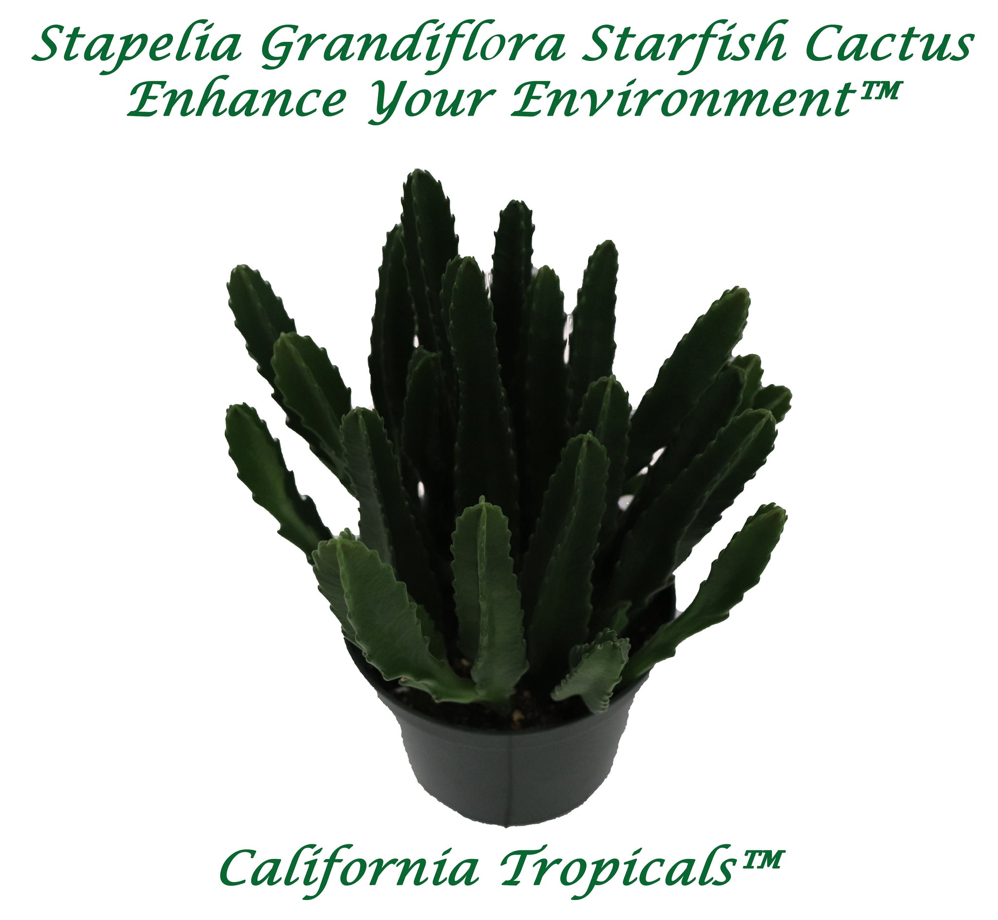 Stapelia Grandiflora Starfish Cactus - 6'' from California Tropicals