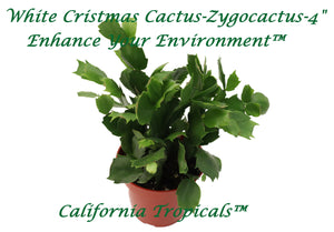Christmas Cactus White - 4'' from California Tropicals