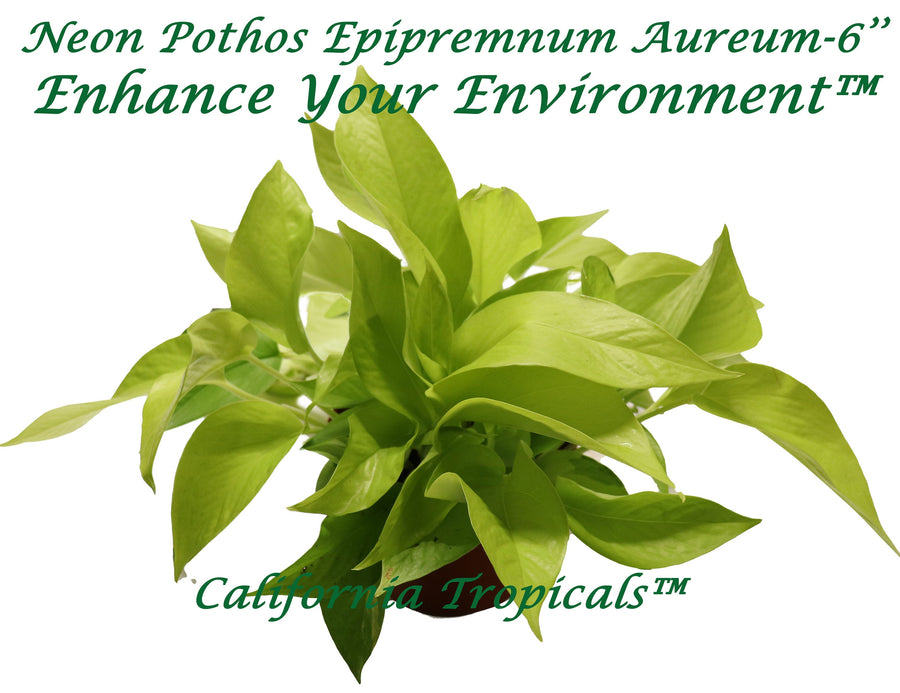 Neon Pothos (Epipremnum Aureum) in a 6 inch pot, trailing foliage ready for hanging or office display