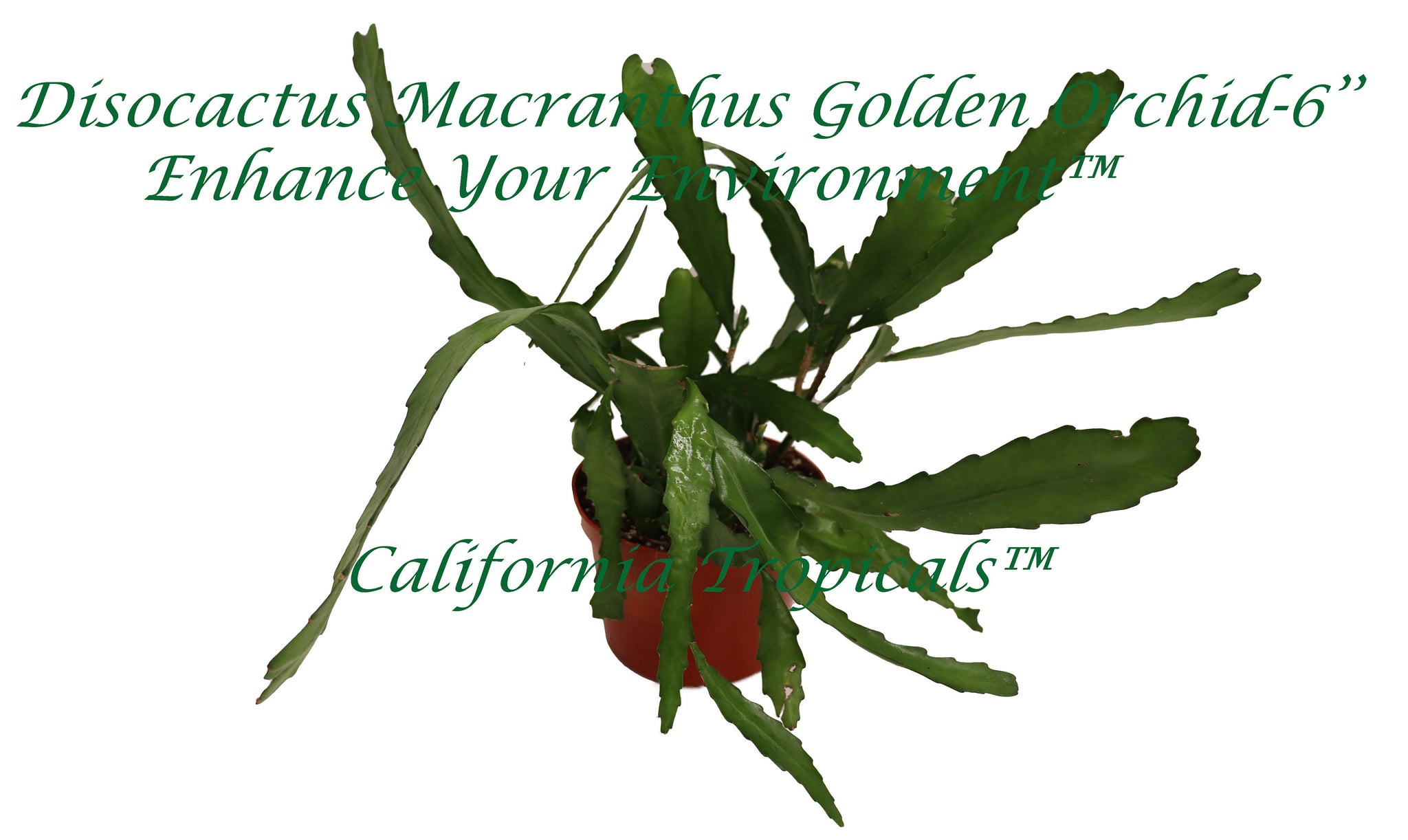 Golden Orchid-6'' California Tropicals