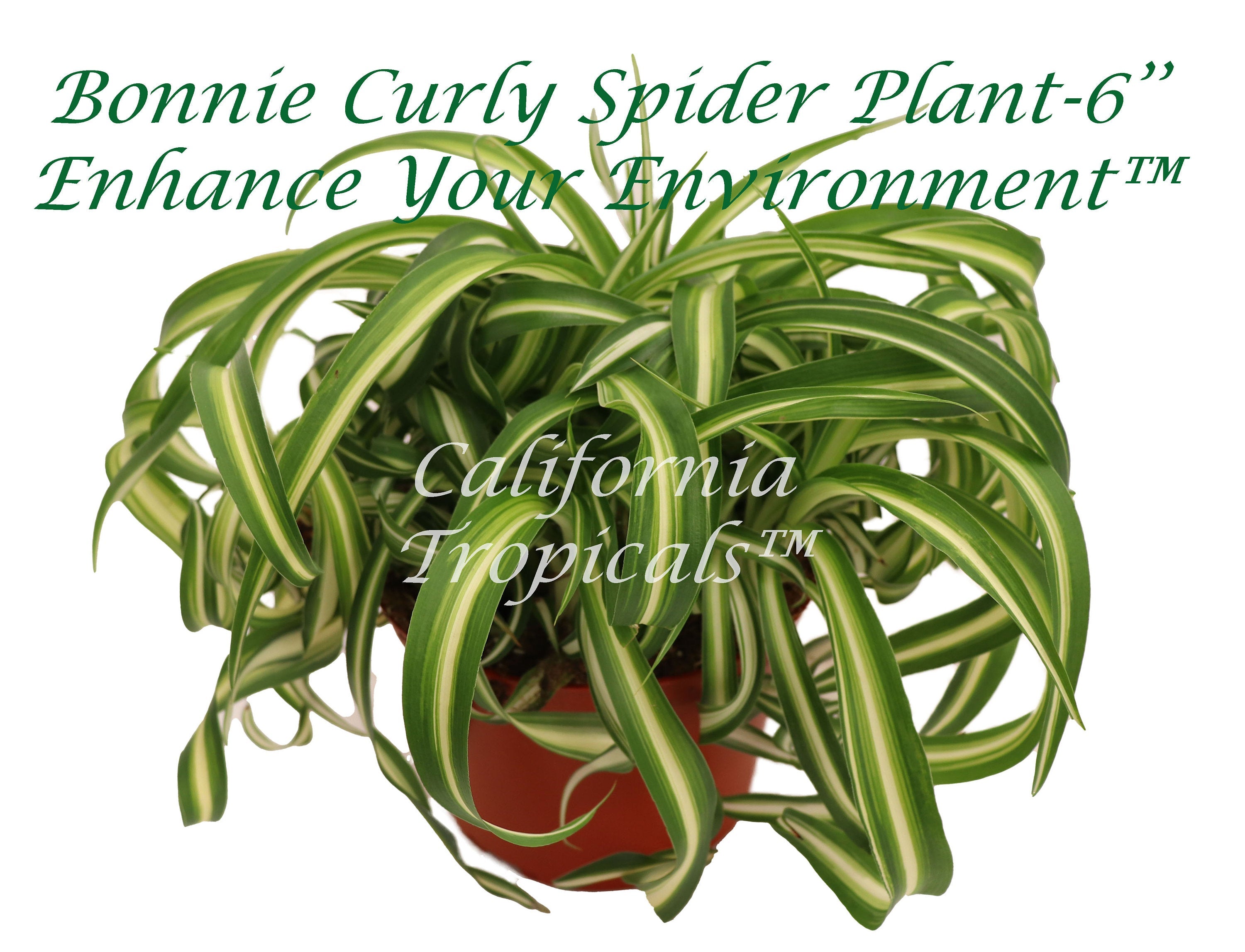 Bonnie Curly Spider Plant -6'' – California Tropicals