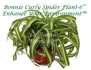 Bonnie Curly Spider Plant  -6''
