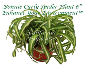 where to buy curly spider plant Bonnie Curly Spider Plant -6'' – California Tropicals