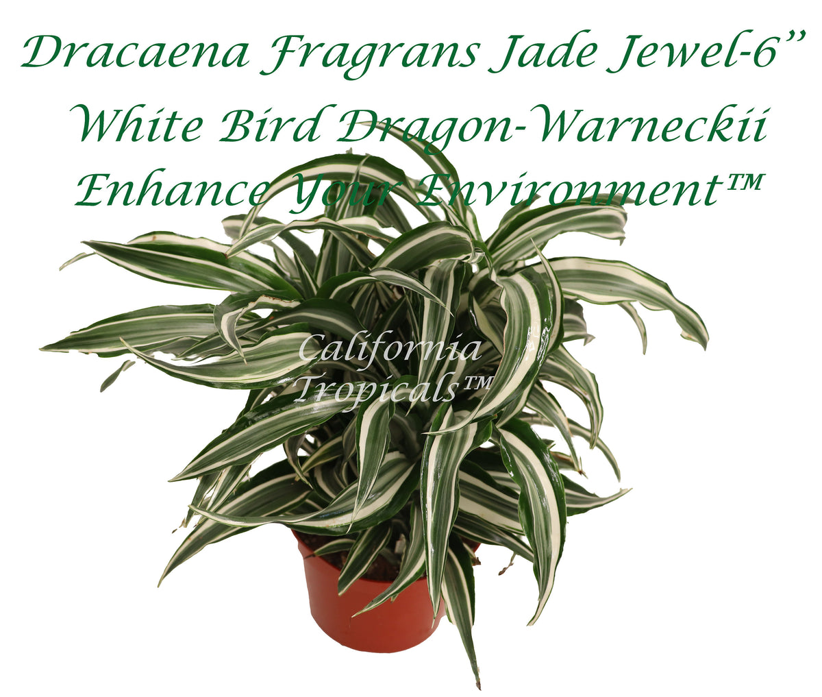 Dracaena Fragrans Jade Jewel in a 6-inch pot