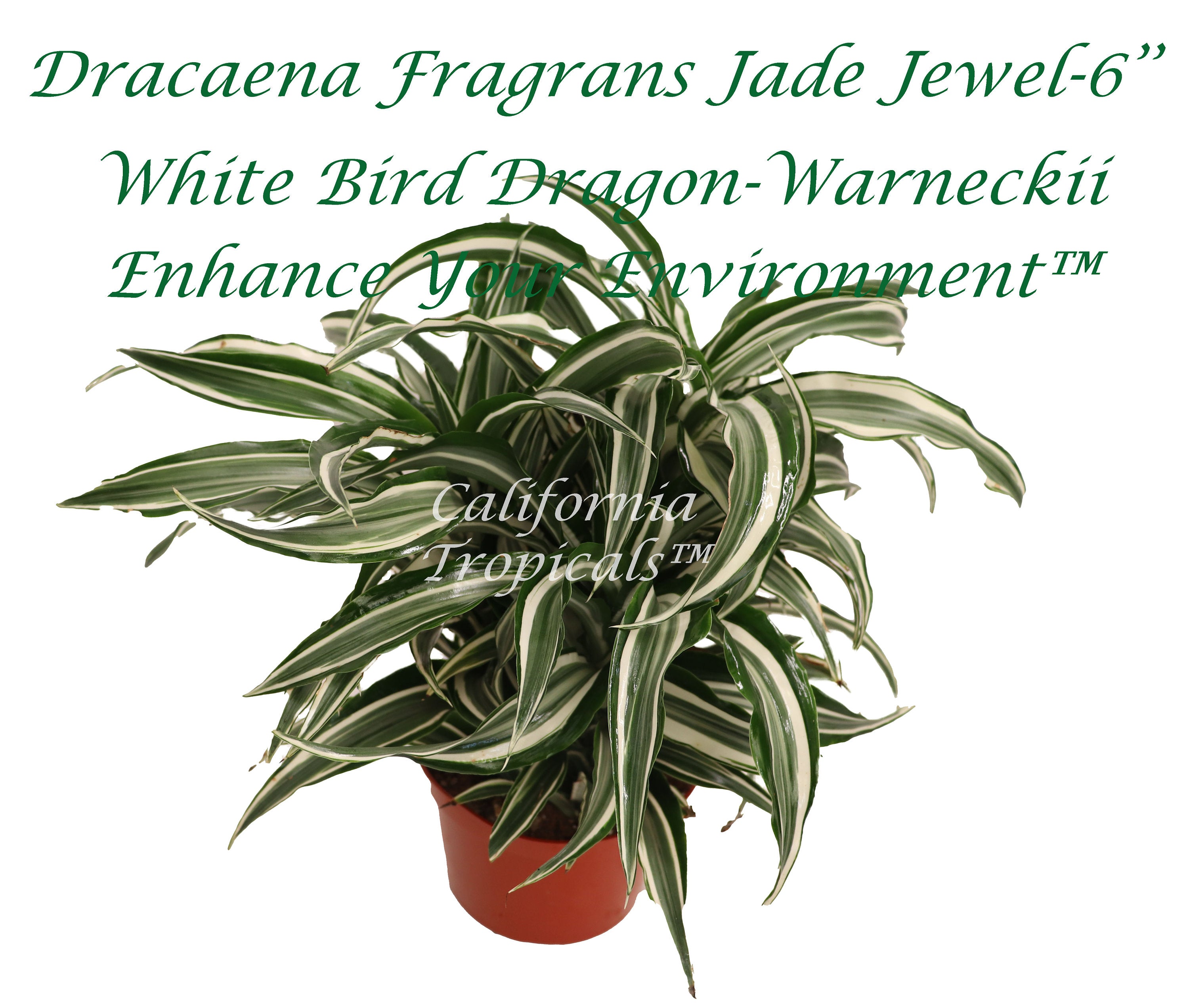 dracaena jade jewel Dracaena Fragrans Jade Jewel-6'' From California Tropicals