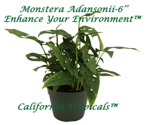 monstera adansonii 6 inch Monstera Adansonii (Swiss Cheese)