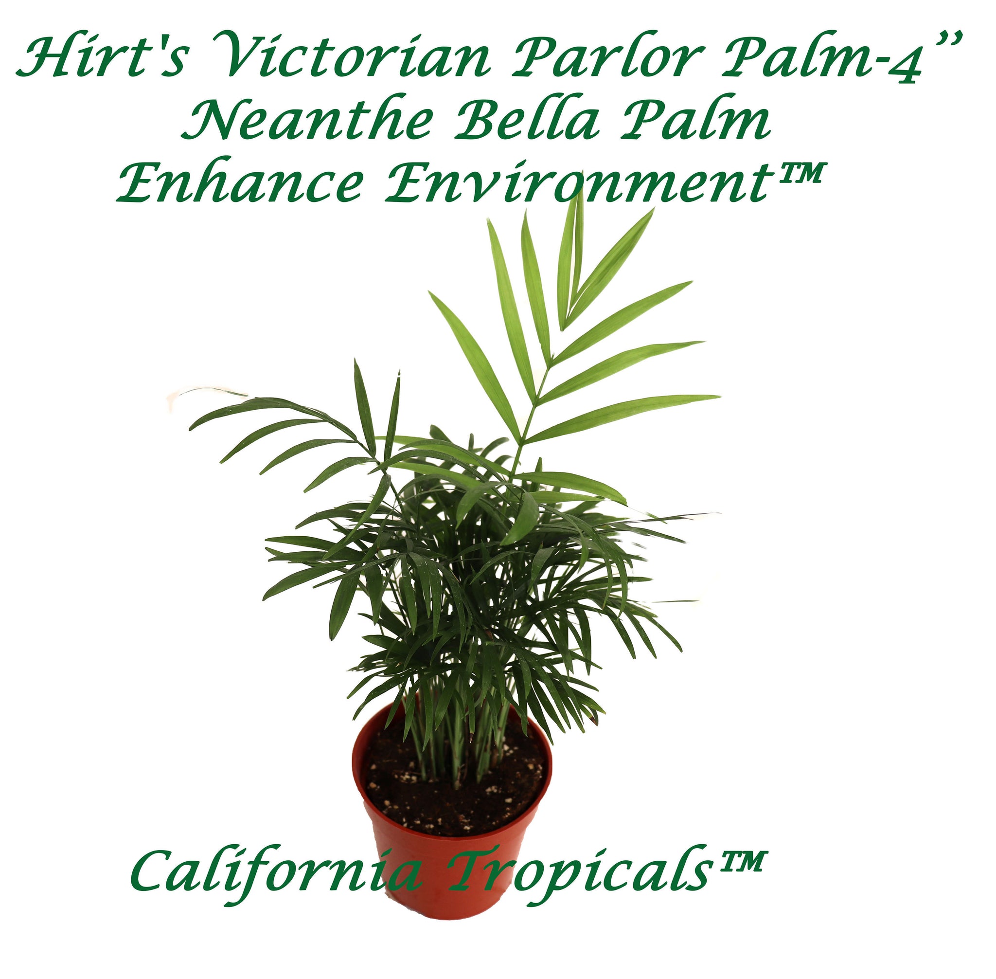 hirt's victorian parlor palm Victorian Parlor Palm (Neanthe Bella Palm)