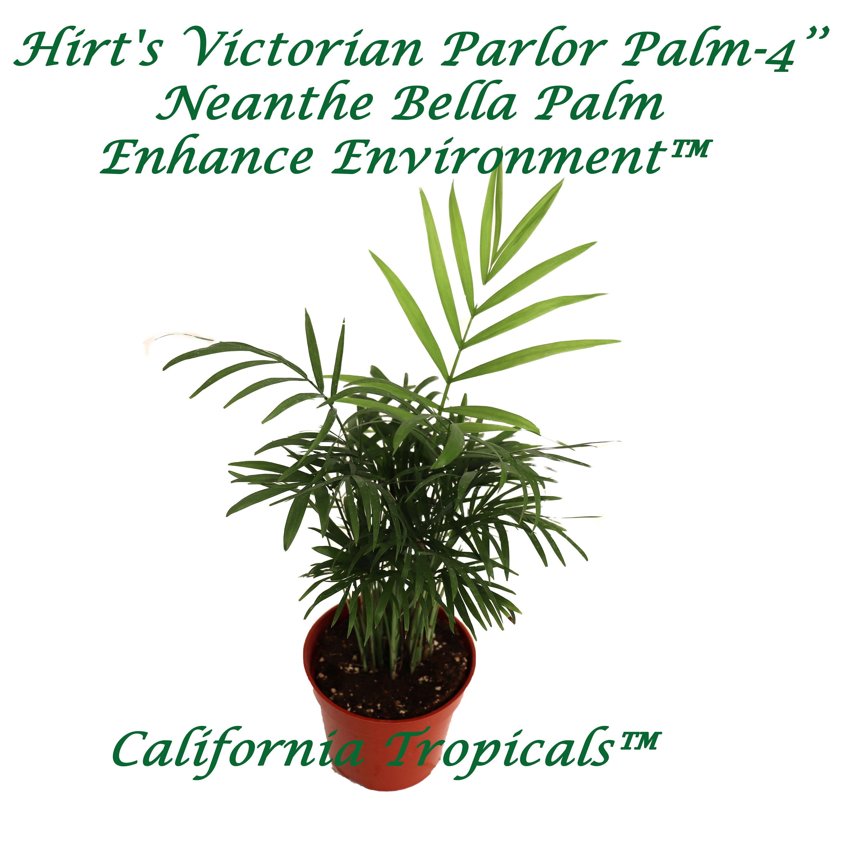 victorian palm plant Victorian Parlor Palm (Neanthe Bella Palm)