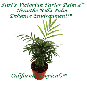 Victorian Parlor Palm (Neanthe Bella Palm) - 4'' from California Tropicals