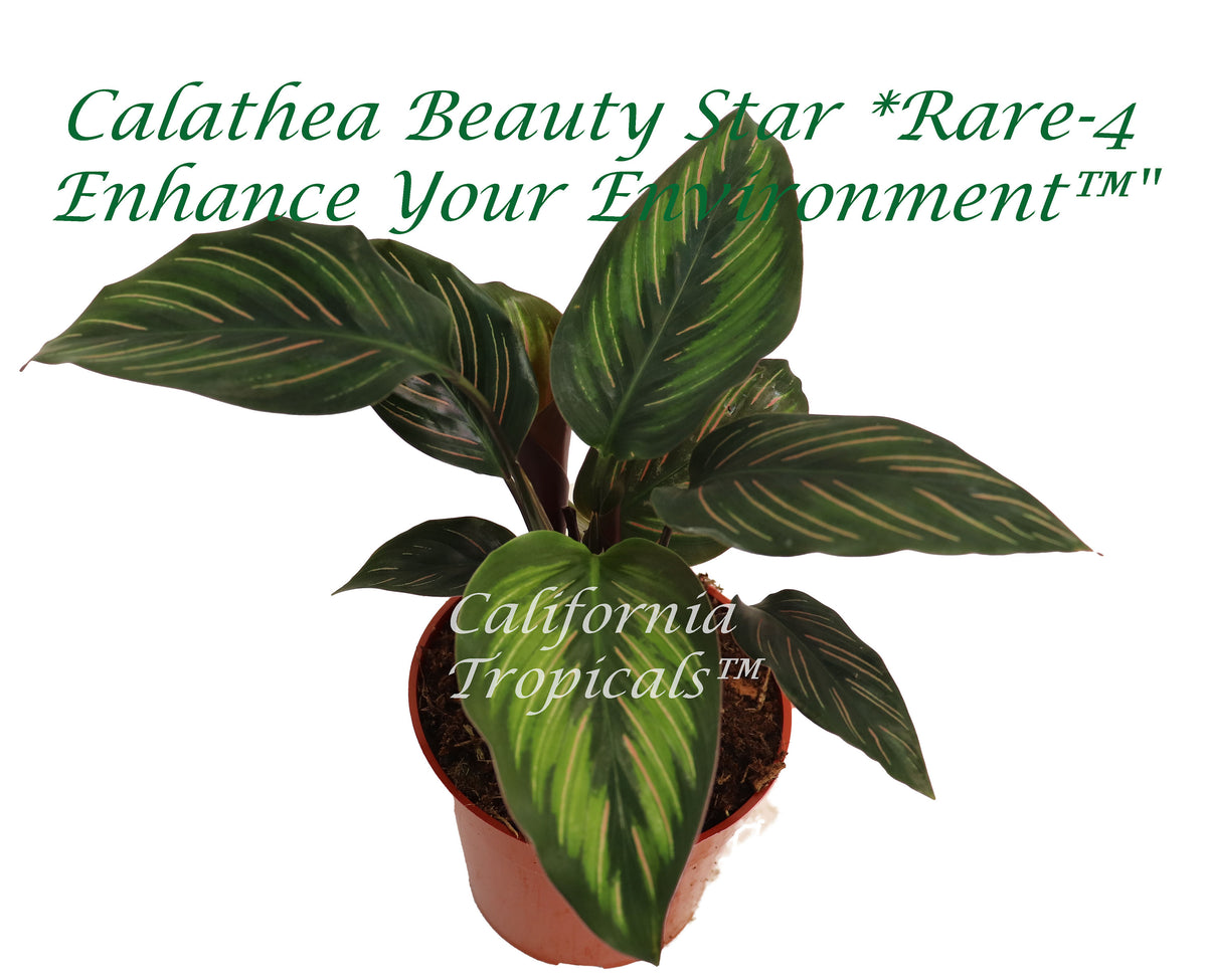 Calathea Beauty Star in a 4 inch nursery pot, upright low-light prayer plant.