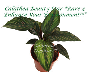 Calathea Beauty Star - 4" from California Tropicals