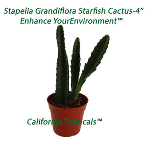 Stapelia Grandiflora Starfish Cactus - 4'' from California Tropicals