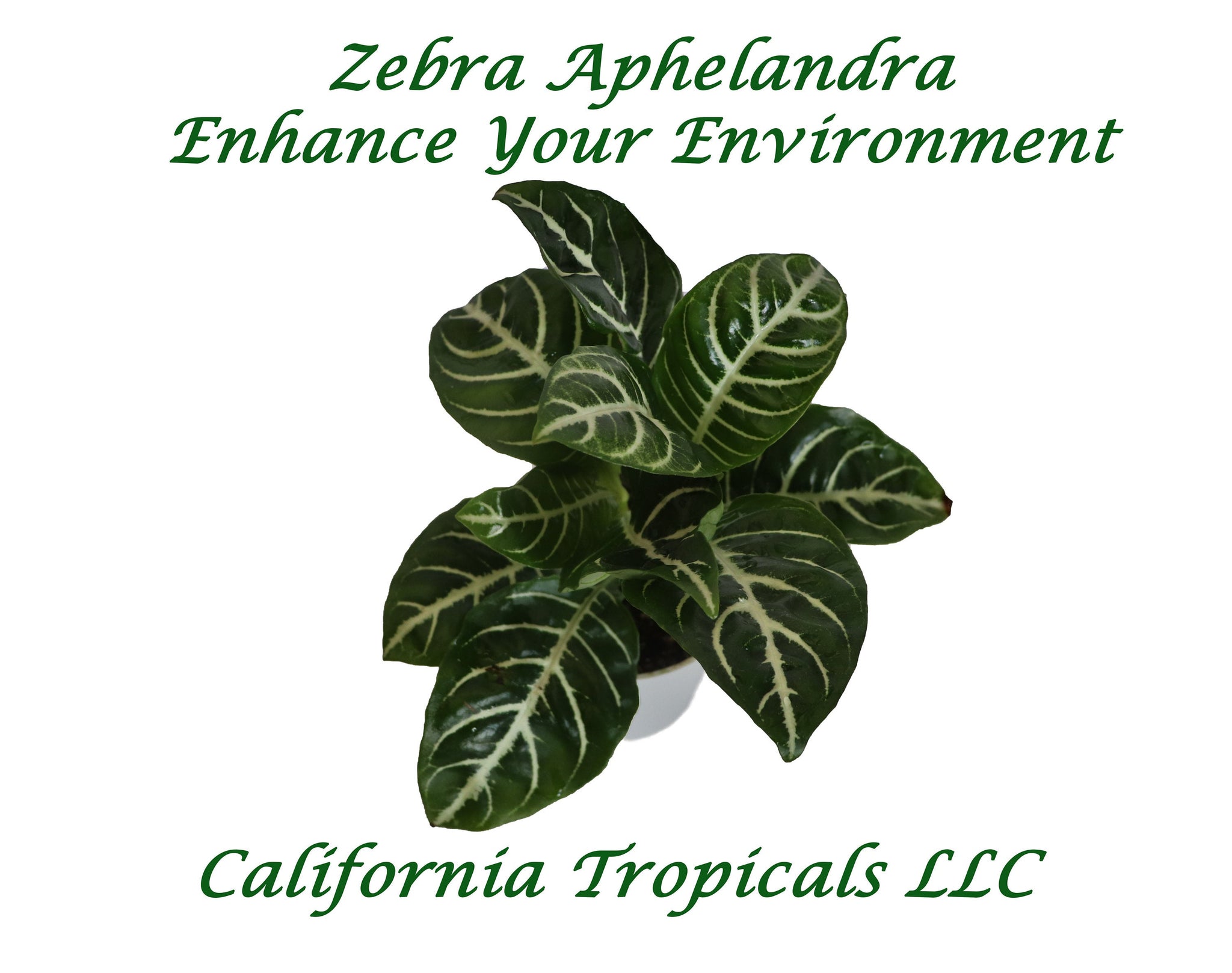 Aphelandra Zebra Plant- 4'' from California Tropicals