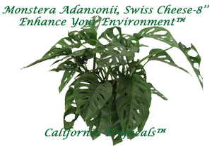 Monstera Adansonii (Swiss Cheese) - 8'' from California Tropicals