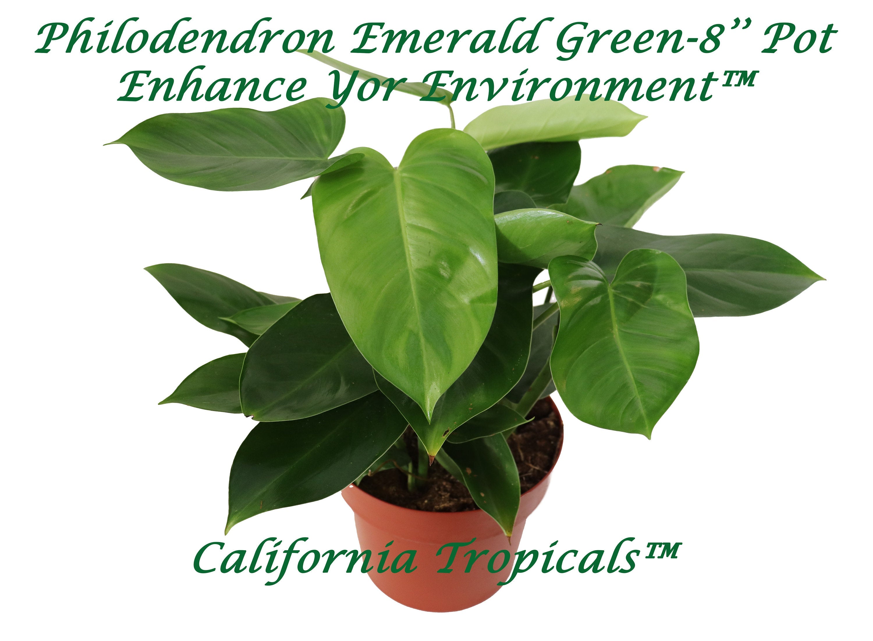 Philodendron Emerald Green 8 from California Tropicals