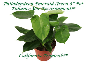 Philodendron Emerald Green - 8'' from California Tropicals
