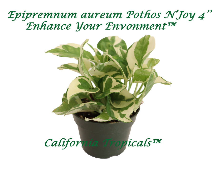 Pothos N Joy in a 4 inch pot, trailing houseplant