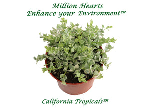 Dischidia Ruscifolia Variegated (Million Hearts) - 4'' from California Tropicals