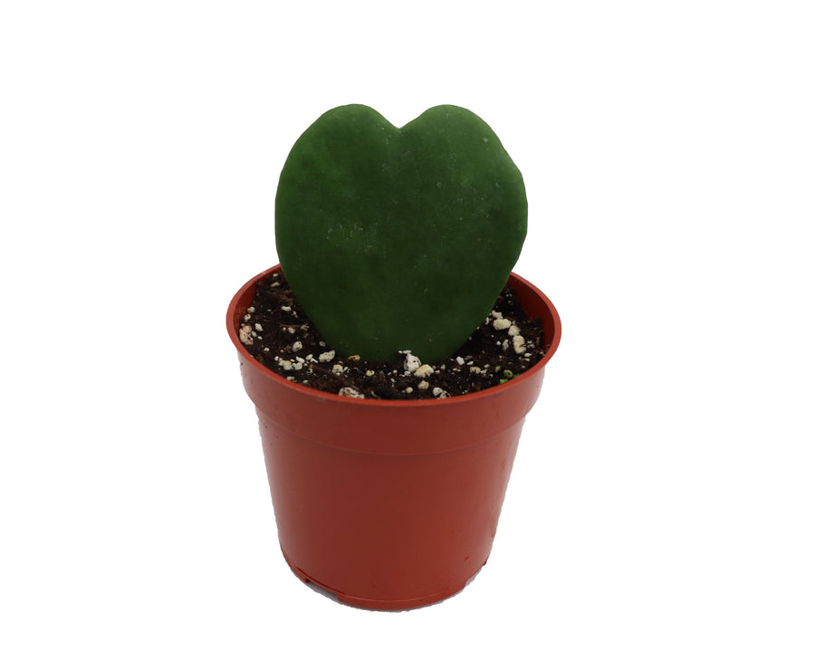 Potted Hoya Kerrii single heart houseplant, compact habit, 4 inch pot