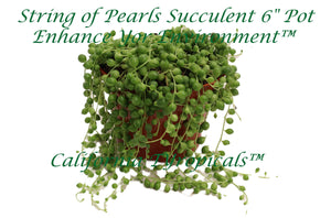 String of Pearls-Succulent Seneccio Rowleyanus - 6'' California tropicals