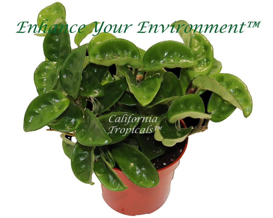 Hoya Carnosa Krinkle wax plant Ripple in a 4 inch pot, a rare trailing houseplant.