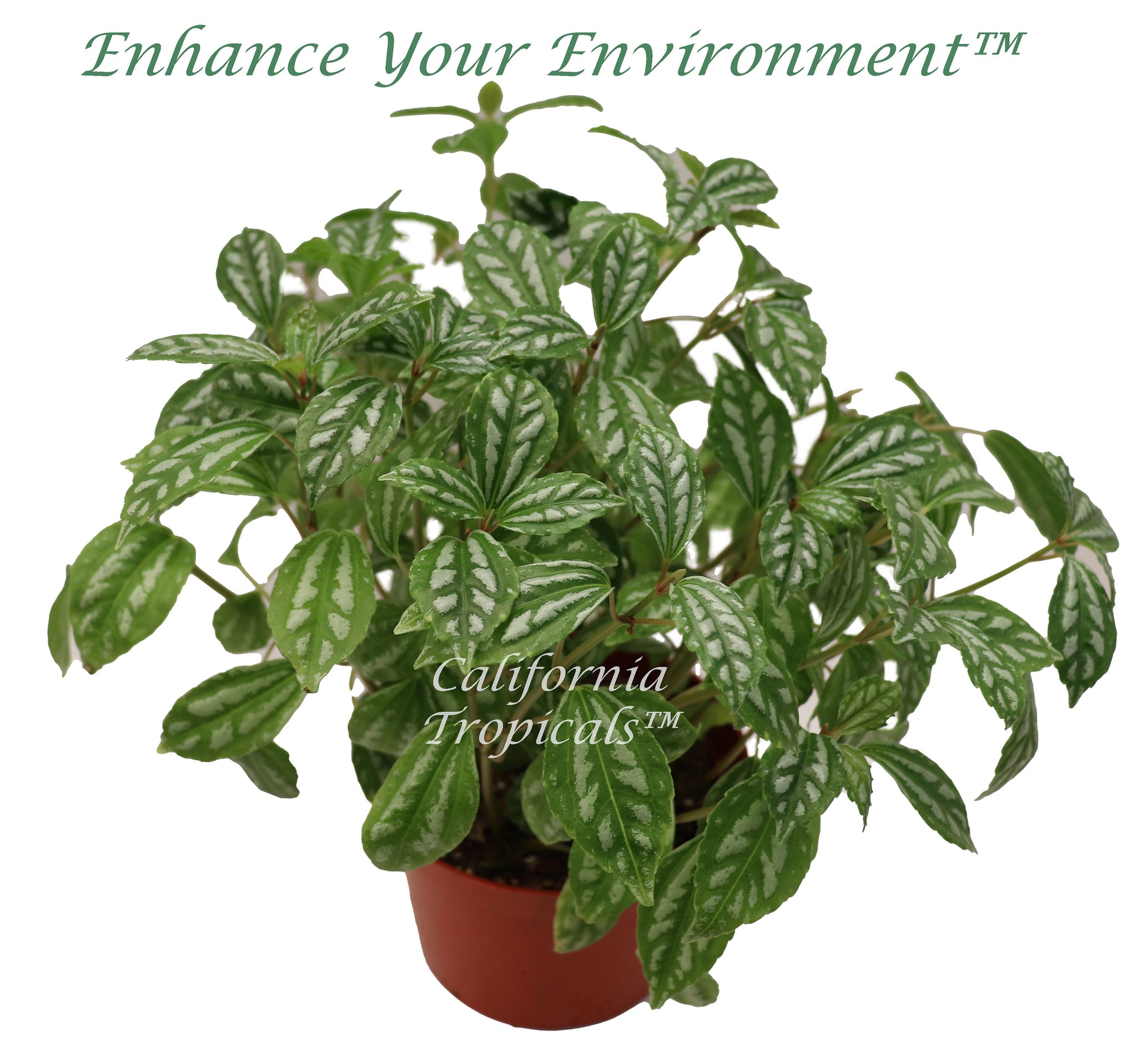 Pilea Aluminum Plant - 6" from California Tropicals