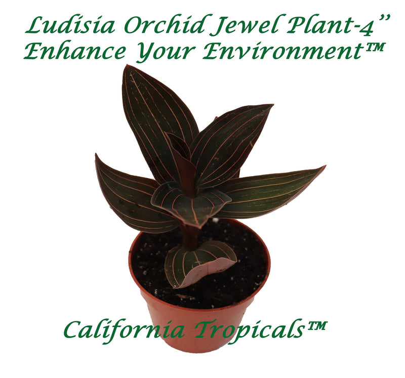 Black Jewel Orchid - 4" from California Tropicals