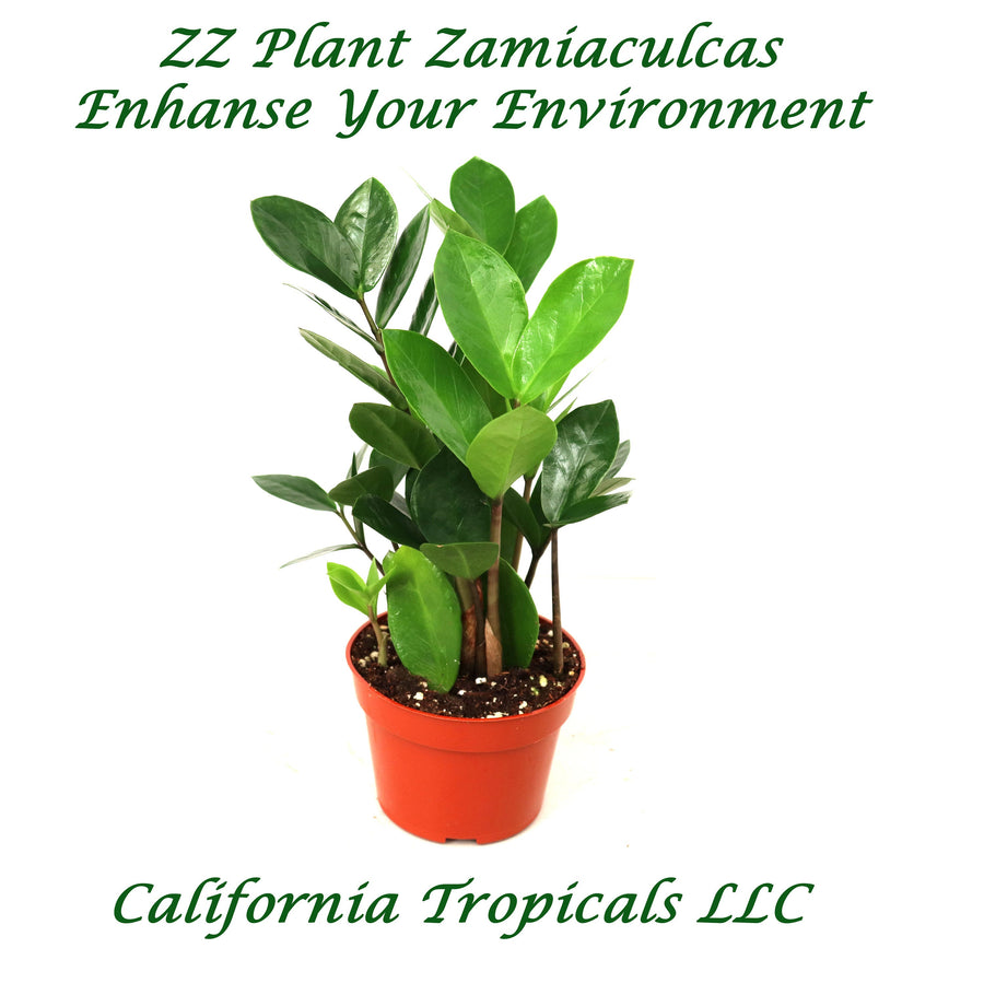 ZZ Plant (Zamioculcas Zamiifolia) in a 4 inch pot