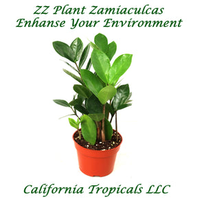ZZ Plant (Zamioculcas Zamiifolia) - 4" from California Tropicals