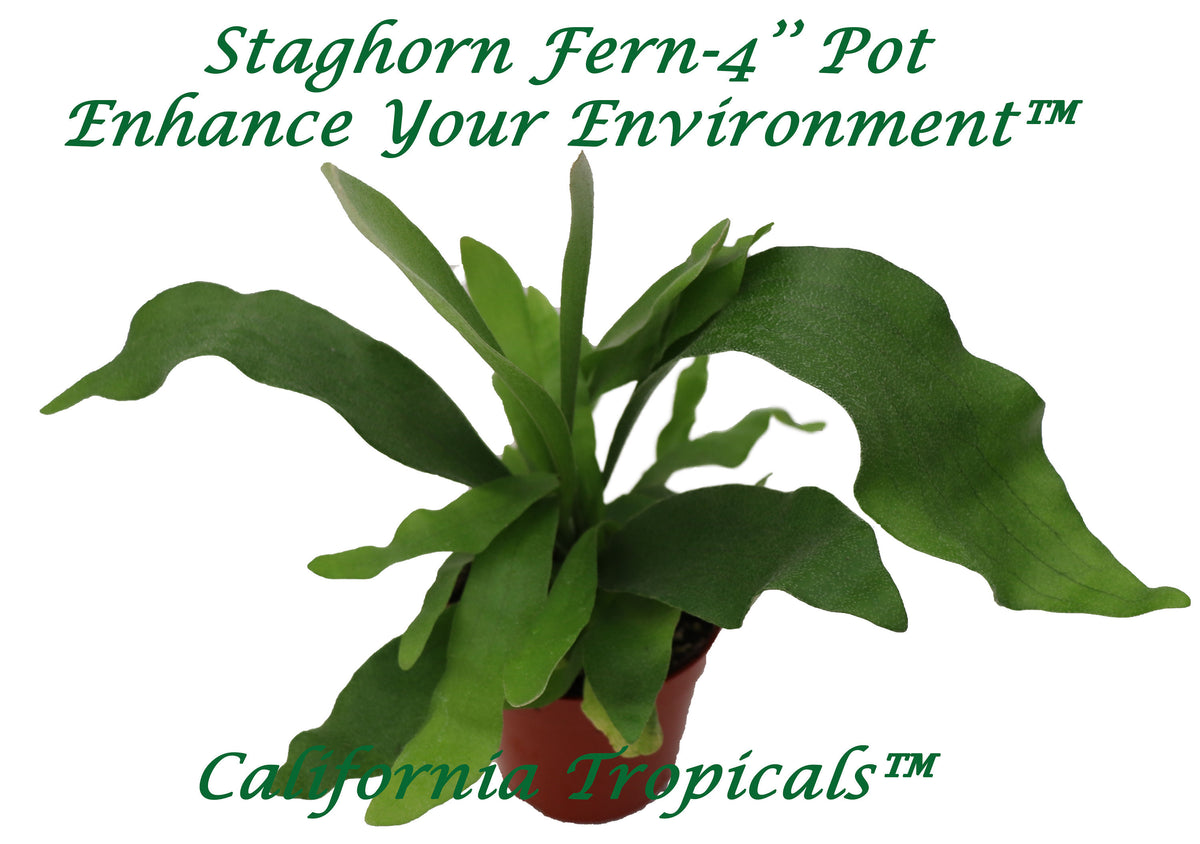 Staghorn Fern 4 inch plant in a nursery pot, ready to hang