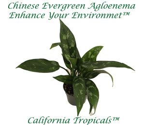 Agloenema Chinese Evergreen - 4'' from California Tropicals