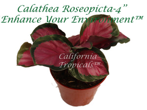 Calathea Roseopicta - 4'' California Tropicals