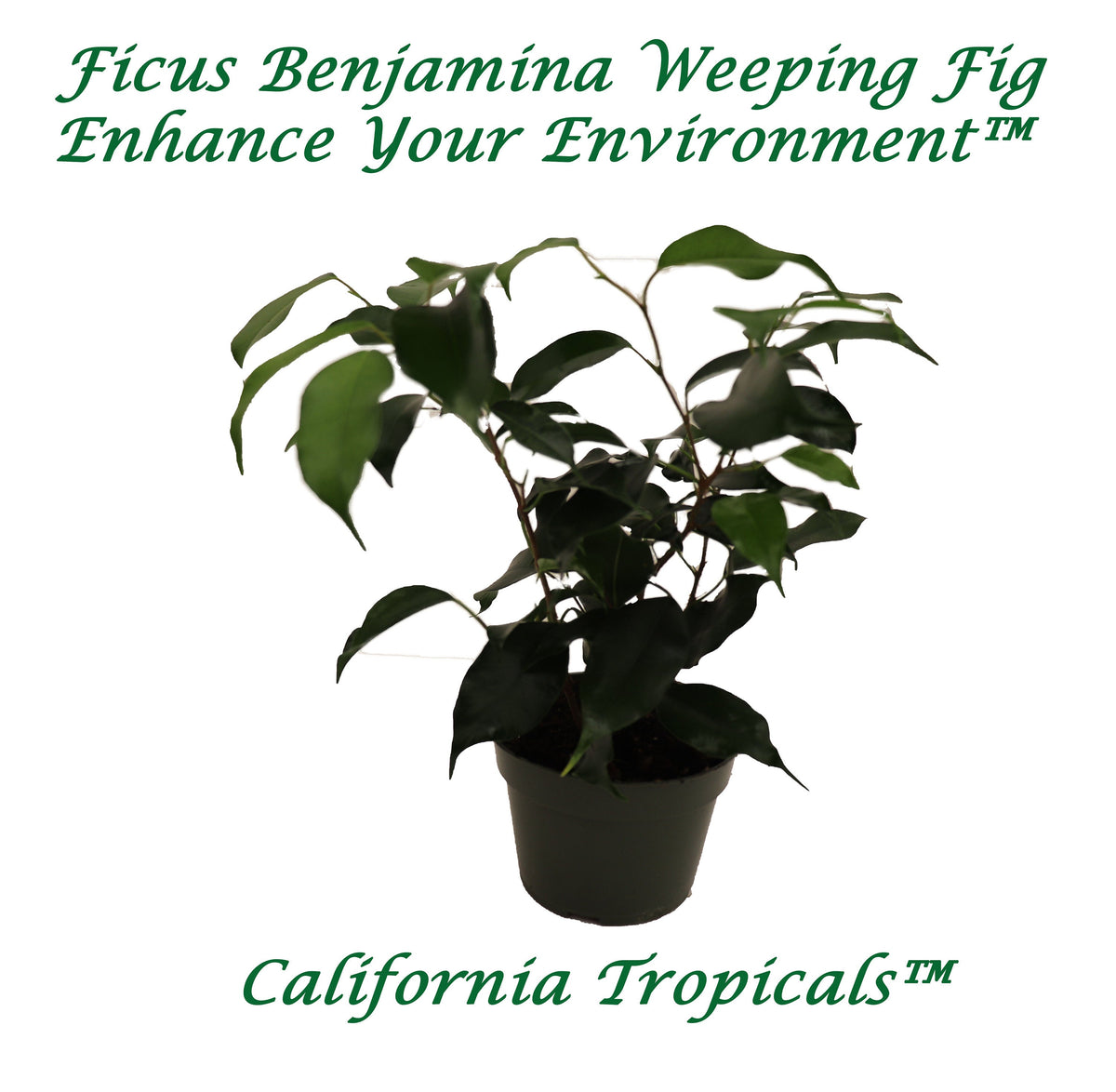 Ficus Benjamina Weeping Fig in a 4 inch pot