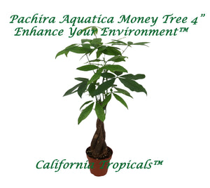 Pachira Aquatica Money Tree - 4'' from California Tropicals
