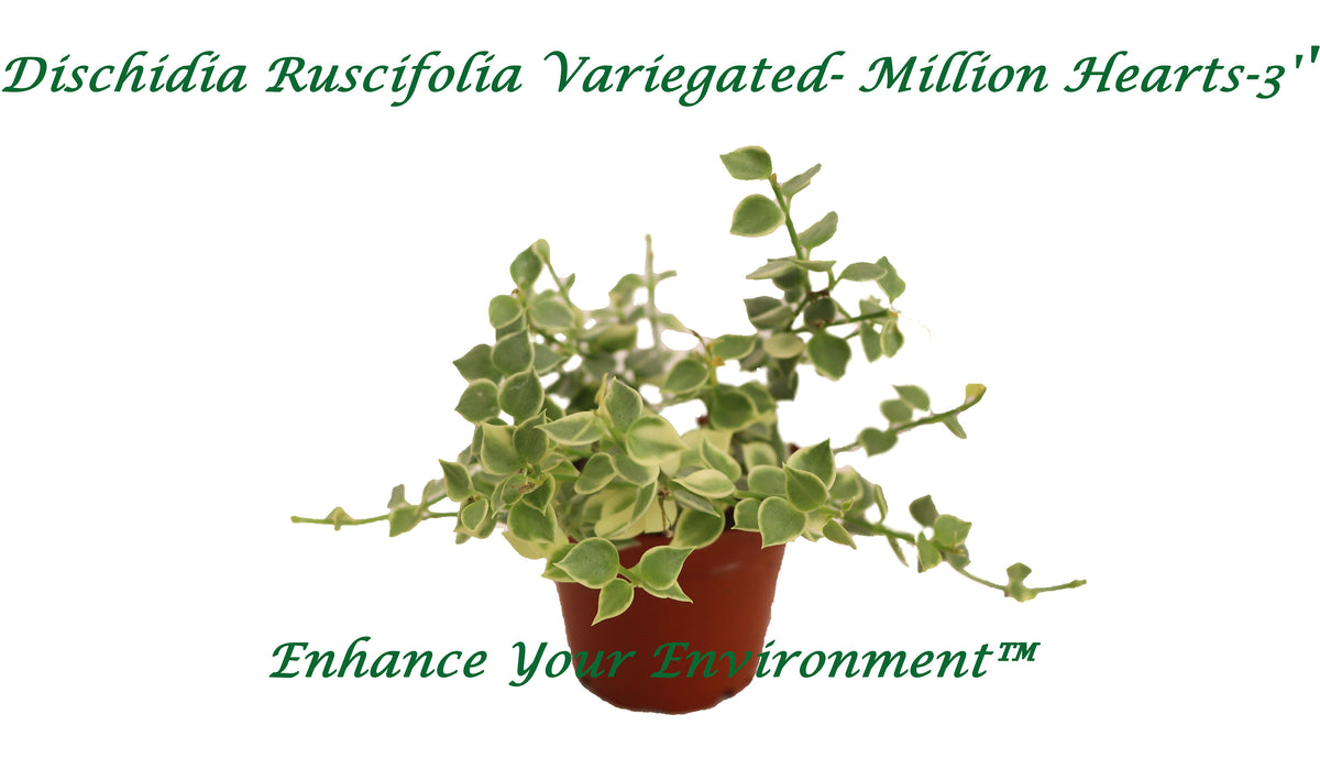 Dischidia Ruscifolis Million Hearts variegated plant in a 2 inch nursery pot