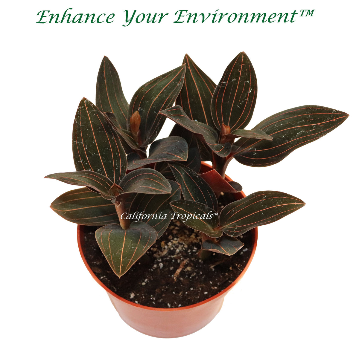 Black Jewel Orchid Ludisia Discolor in a 6 inch pot, compact low-light houseplant.