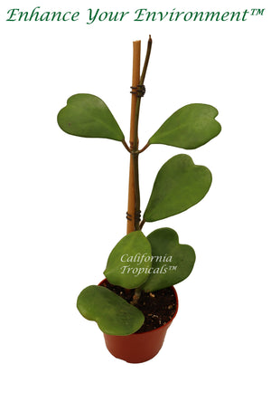 Hoya Kerrii Tall Stem  (4-6 leaves) - 4''