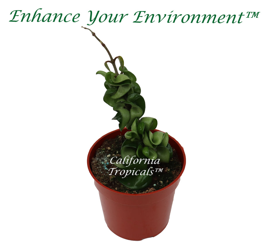 Hindu Rope Hoya Carnosa in a 4 inch pot, trailing houseplant ready for hanging