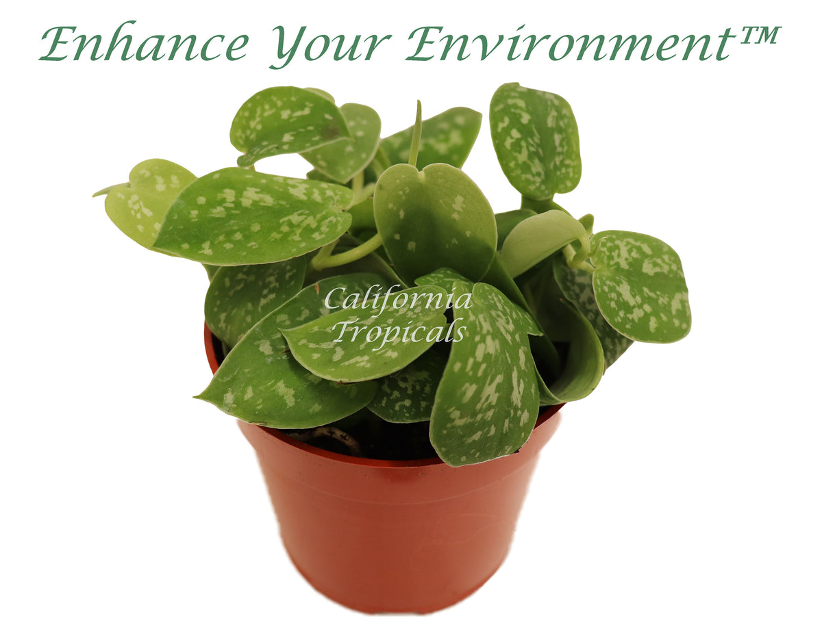 Satin Pothos Scindapsus Pictus Argyraeus in a 4 inch pot