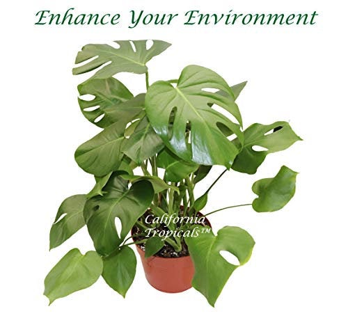 Monstera Split Leaf 8 inch plant in a nursery pot, ready for home or office
