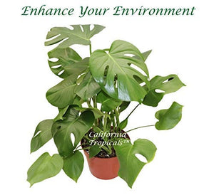 8 inch monstera Monstera Split Leaf
