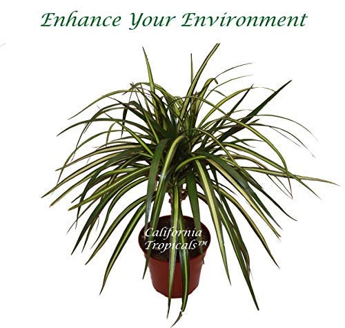 Dracaena Sun Ray Cane