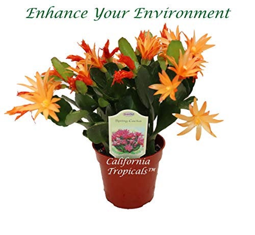 Spring Cactus (surprise bloom color) in a 4 inch pot, ready for hanging basket