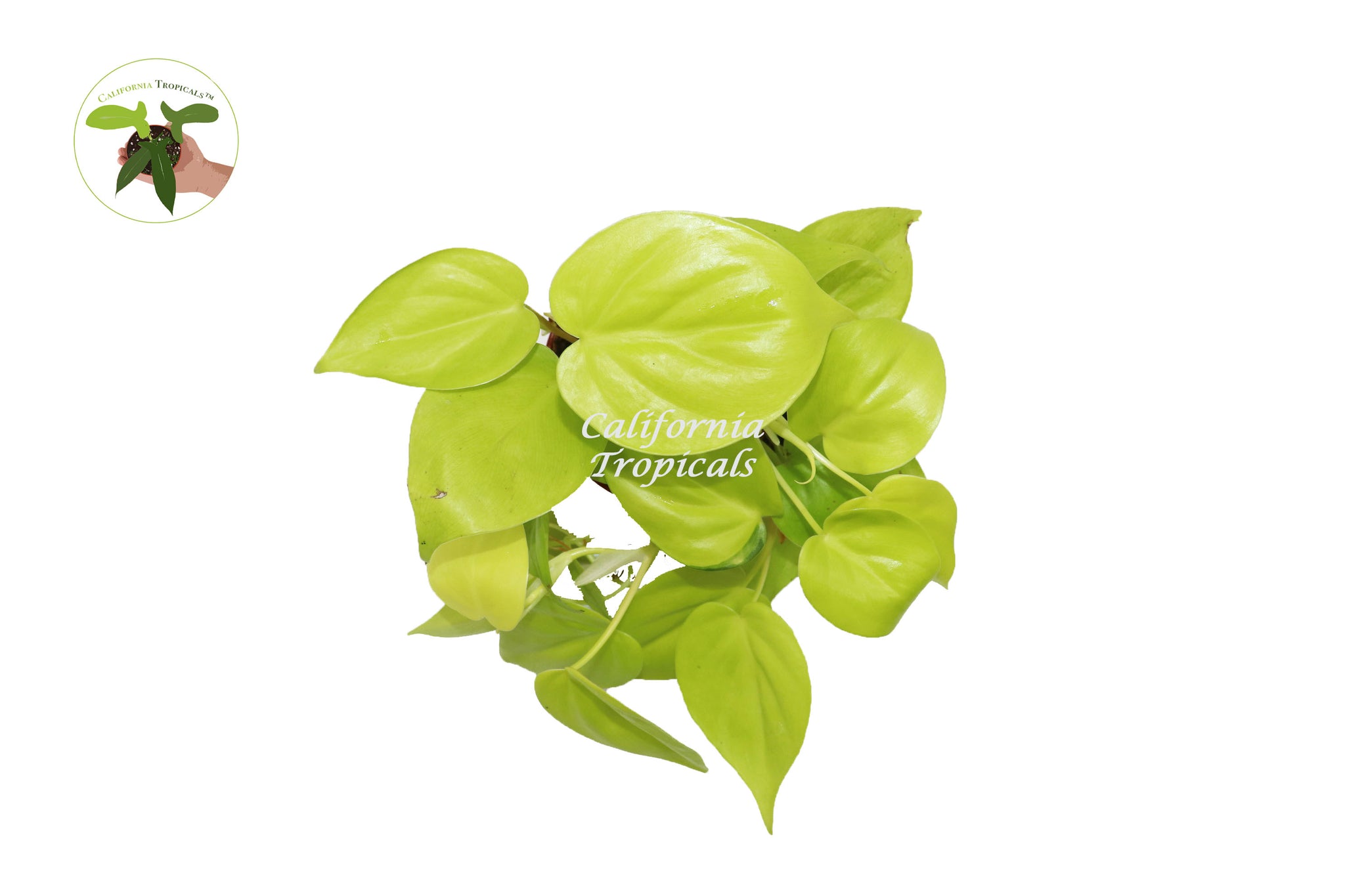Philodendron Neon Cordatum - 4" from California Tropicals