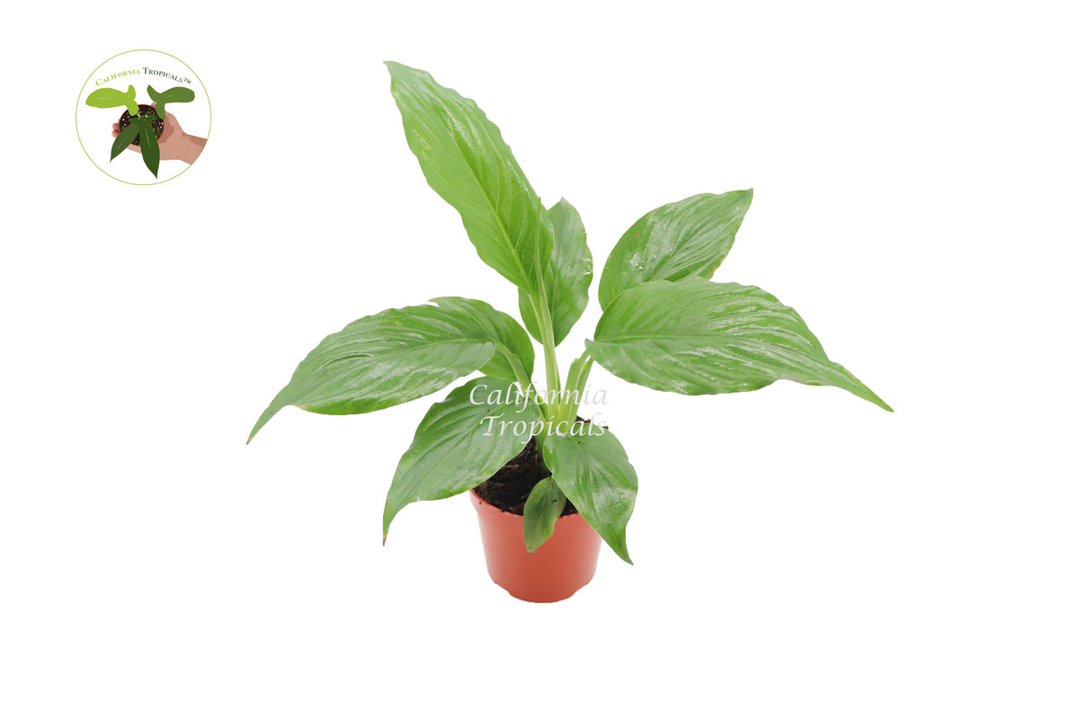 Peace Lily Spathiphyllum in a 4 inch nursery pot, upright foliage and white bloom