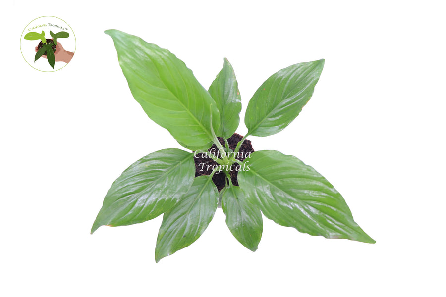 Potted 4 inch Peace Lily Spathiphyllum, low-light houseplant ready for home or office