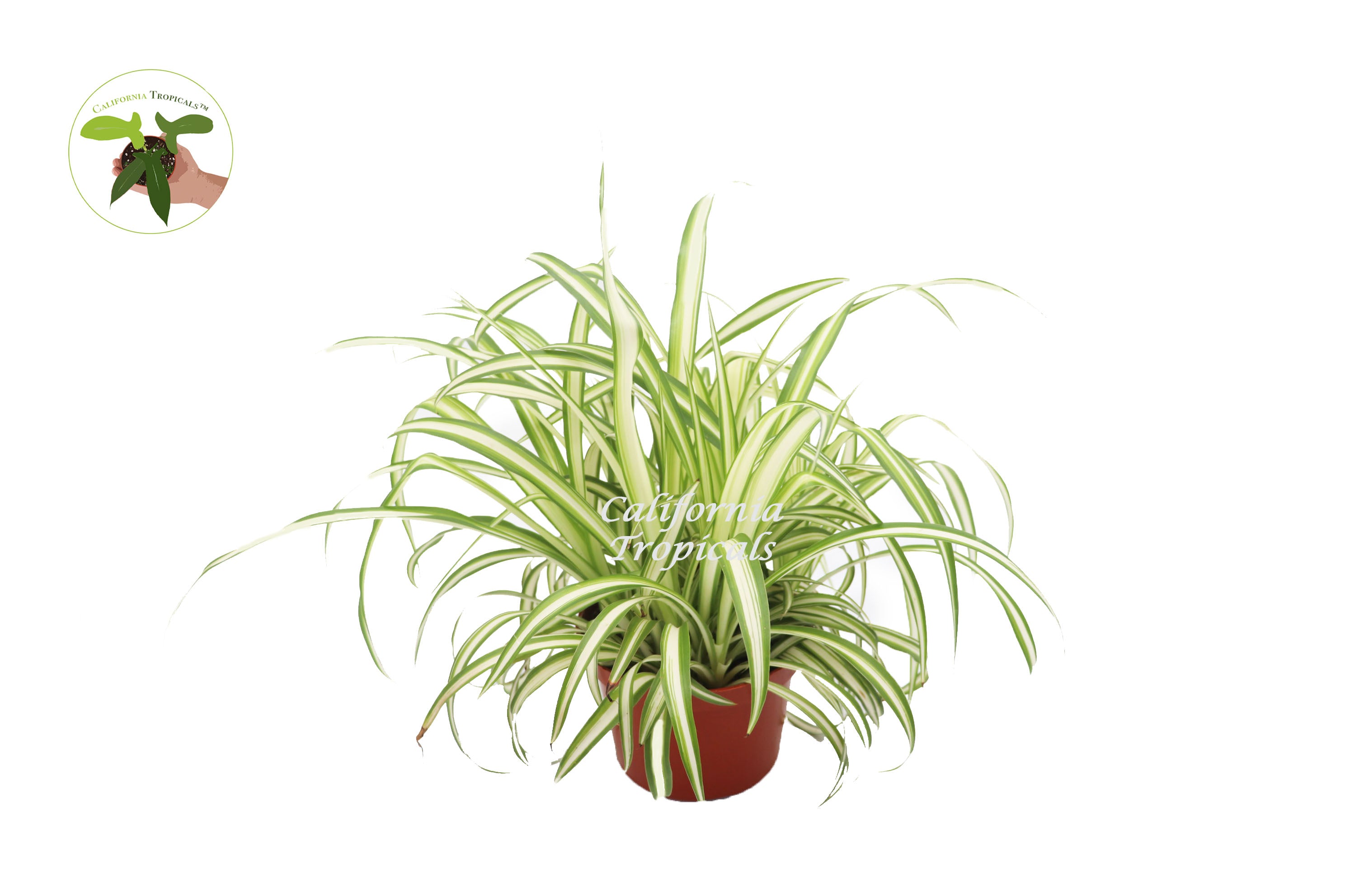 ocean spider plant Ocean Spider Plant Variegated