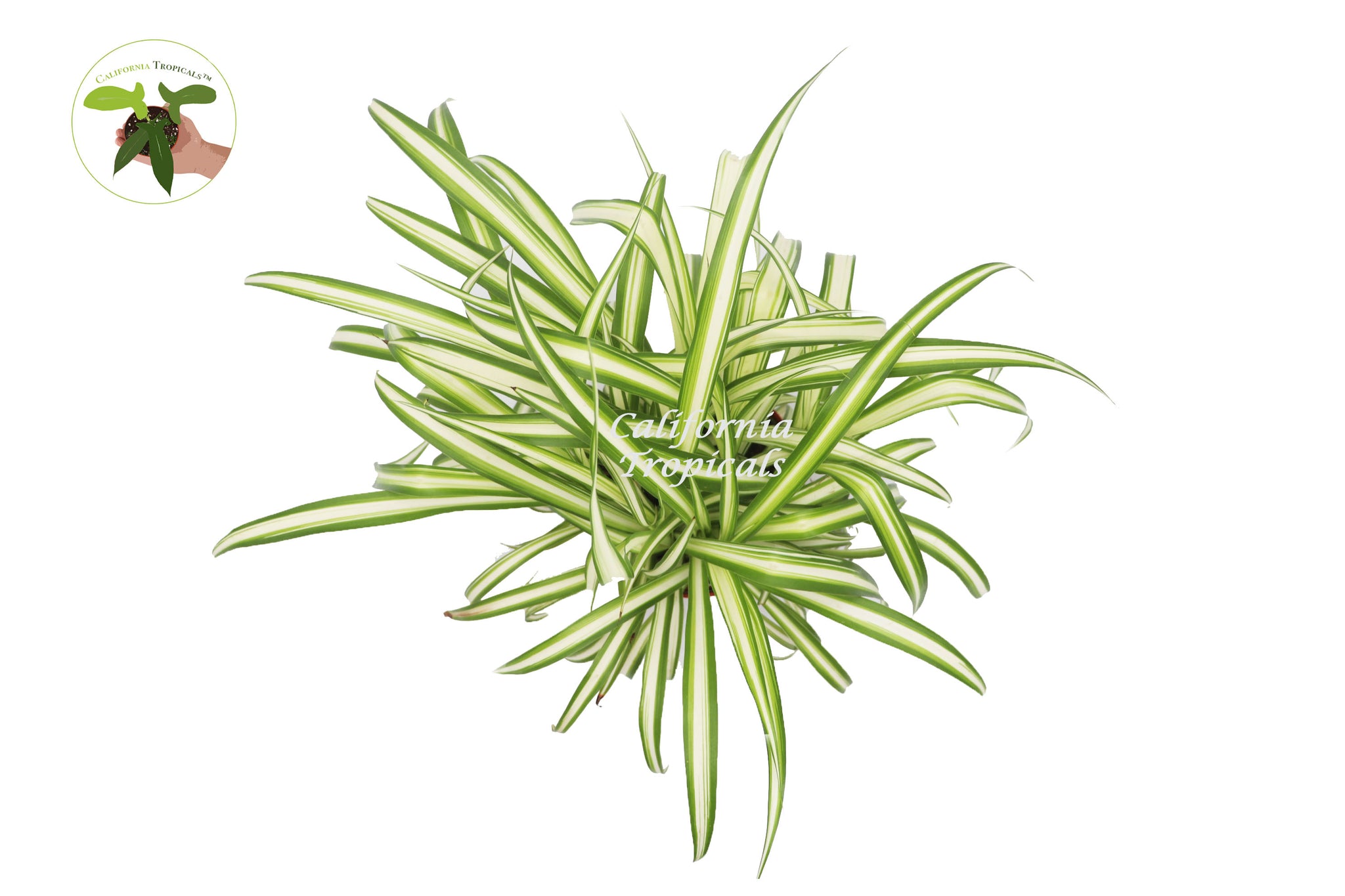 spider plant variegated ocean Ocean Spider Plant Variegated