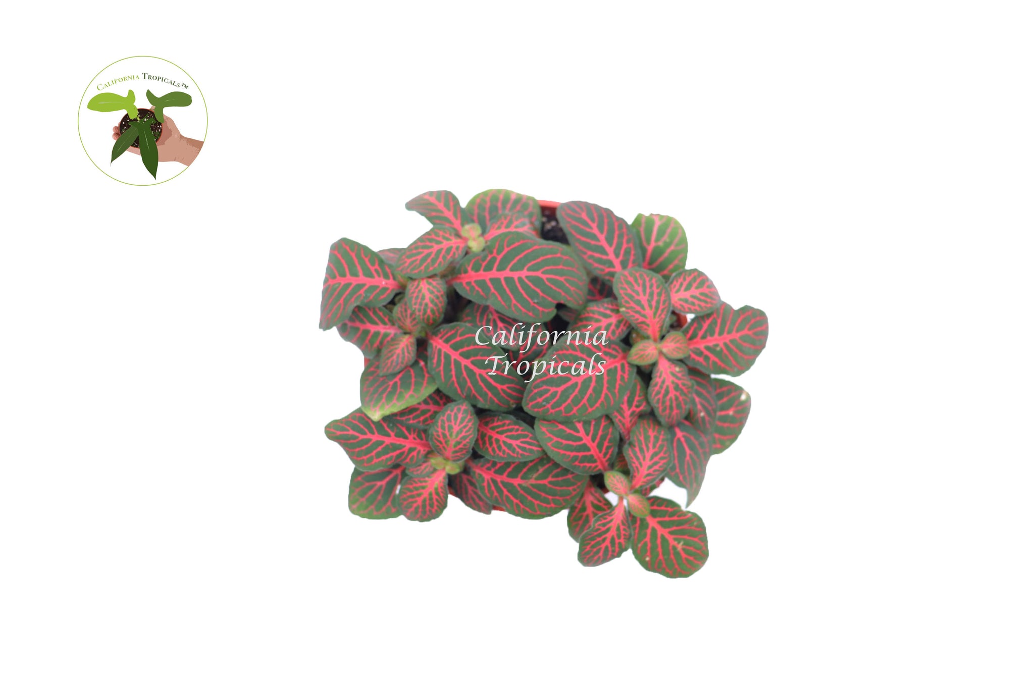 Red Fittonia - 4" from California Tropicals