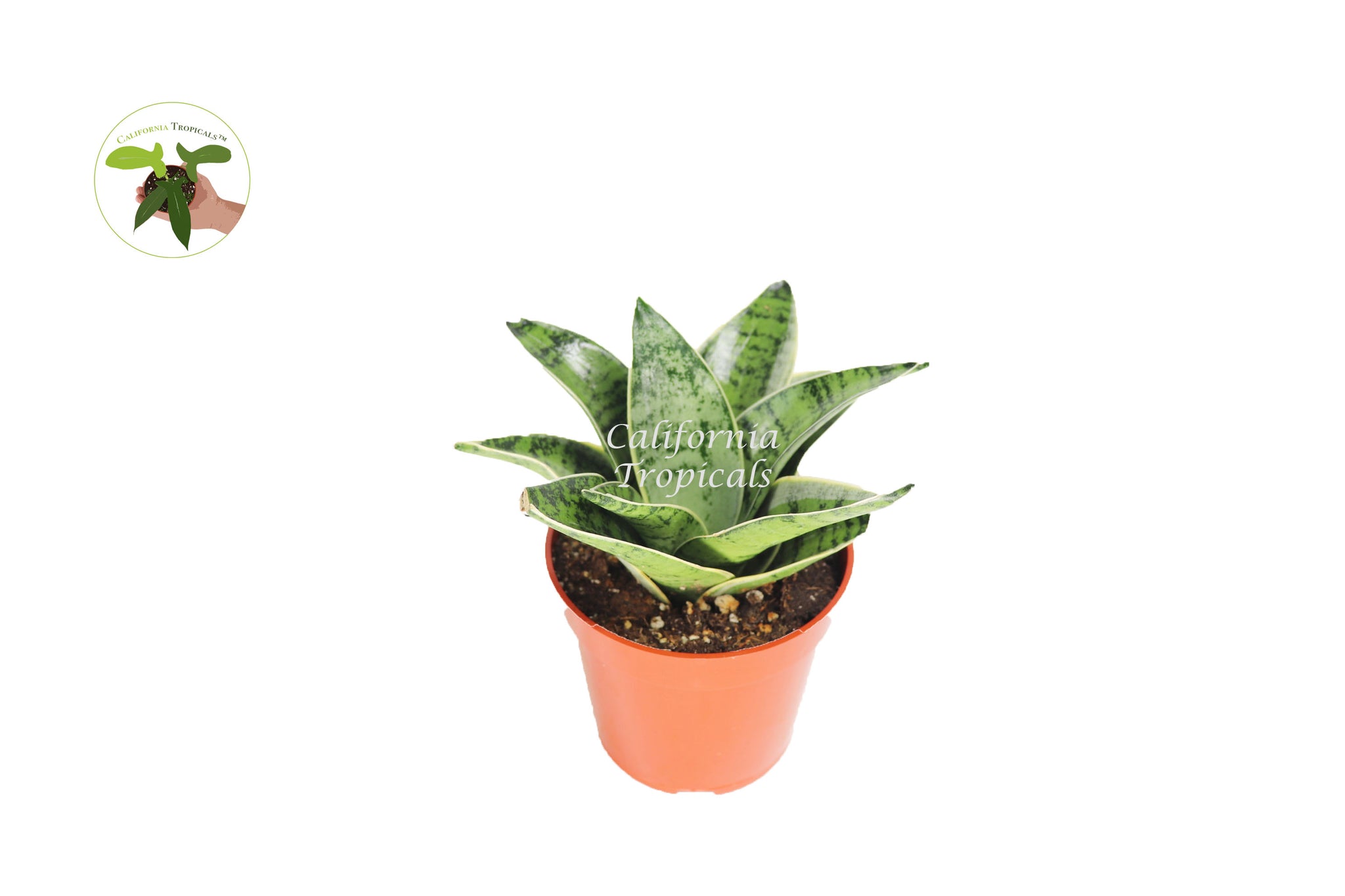 starlight snake plant Sansevieria Starlight